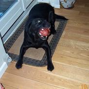 Labrador retriever Bakkely's Asterex «3