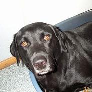 Labrador retriever Bakkely's Asterex «3