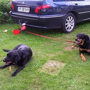 Labrador retriever Bakkely's Asterex «3