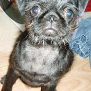 Mops / Griffon.....Otto