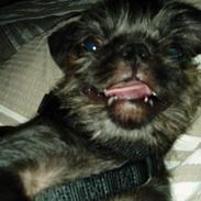 Mops / Griffon.....Otto