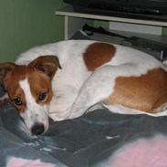 Dansk svensk gaardhund Balder *Død*