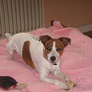 Dansk svensk gaardhund Balder *Død*