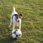 Dansk svensk gaardhund Balder *Død*