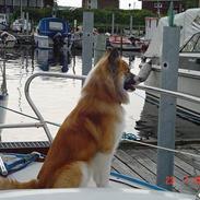 Islandsk fårehund Rodi