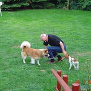 Islandsk fårehund Rodi