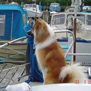 Islandsk fårehund Rodi