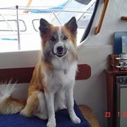 Islandsk fårehund Rodi