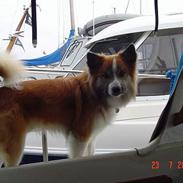 Islandsk fårehund Rodi