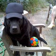 Labrador retriever Mark