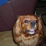 Cavalier king charles spaniel niki