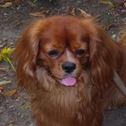 Cavalier king charles spaniel niki