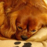 Cavalier king charles spaniel niki