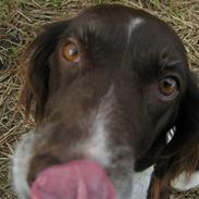 Kleiner münsterländer Tasha