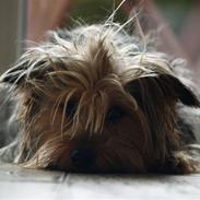 Yorkshire terrier Otto og Alma