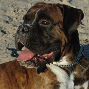 Boxer zep