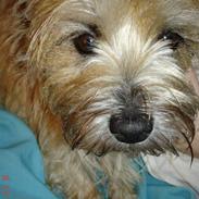 Cairn terrier Marly