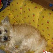 Cairn terrier Marly