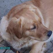 Golden retriever Kuka