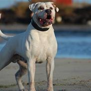 Amerikansk bulldog Margrethelund's Kenzo