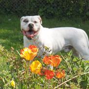 Amerikansk bulldog Margrethelund's Kenzo