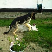 Hvid schæfer Inicma