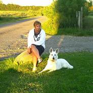 Hvid schæfer Inicma