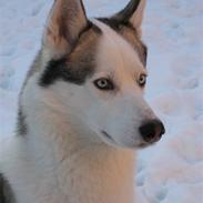 Siberian husky Kenzo