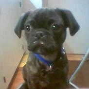 Blanding af racer Gismo (The Kat Killer)