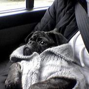 Blanding af racer Gismo (The Kat Killer)