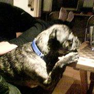 Blanding af racer Gismo (The Kat Killer)