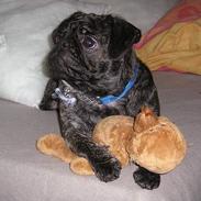 Blanding af racer Gismo (The Kat Killer)