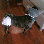 Blanding af racer Gismo (The Kat Killer)