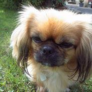 Pekingeser SPIRIT