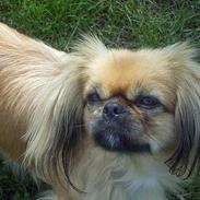 Pekingeser SPIRIT