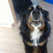 Berner sennenhund Balder (: