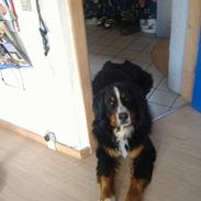 Berner sennenhund Balder (: