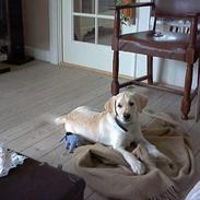 Blanding af racer troya