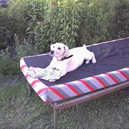 Blanding af racer troya