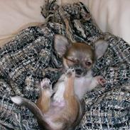 Chihuahua oliver og kasper