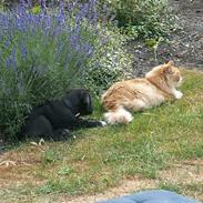 Blanding af racer Malthe