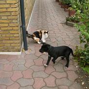 Blanding af racer Malthe