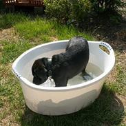 Blanding af racer Malthe