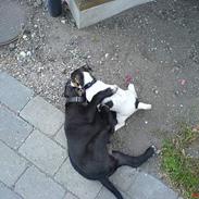 Blanding af racer Malthe