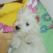 West highland white terrier Buster