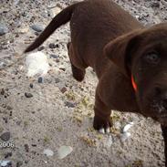 Labrador retriever max