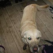 Blanding af racer troya