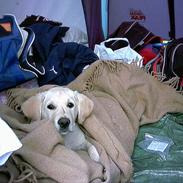 Blanding af racer troya