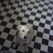 Blanding af racer troya