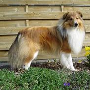 Shetland sheepdog Simba